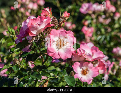 Rose Dolomiti eine Gruppe von rosa-roten Blüten mit gewellten Rand und cremig, die Pflanze wächst im Garten, Tageslicht, Sommertag, starke grüne Stockfoto