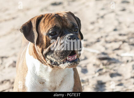 Das Porträt einer Deutscher Boxer Hund auf die Natur am Strand, im Hintergrund Licht sand, Sonnenlicht das Tier aufleuchtet, die Schnauze Sand stecken geblieben ist, Stockfoto
