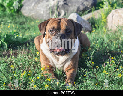 Der Hund ist ein Deutscher Boxer braun mit Streifen, liegt auf dem Gras, Sonnenlicht das Tier aufleuchtet, schaut in die Kamera, im Hintergrund große graue Stockfoto