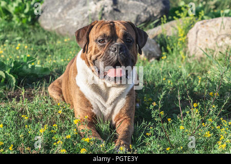 Der Hund ist ein Deutscher Boxer braun mit Streifen, liegt auf dem Gras, Sonnenlicht das Tier aufleuchtet, schaut in die Kamera, im Hintergrund große graue Stockfoto