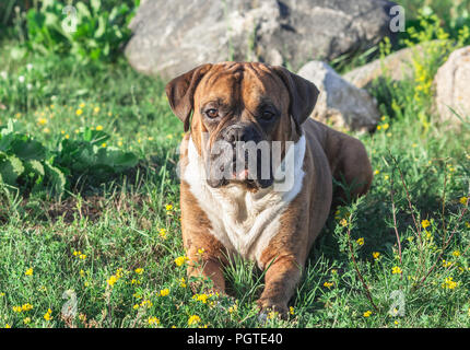 Der Hund ist ein Deutscher Boxer braun mit Streifen, liegt auf dem Gras, Sonnenlicht das Tier aufleuchtet, schaut in die Kamera, im Hintergrund große graue Stockfoto