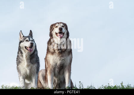 Porträt von zwei Hunden, einem Alaskan Malamute weibliche und Siberian Husky Rüde, die Tiere sitzen auf einem Hintergrund von blassblauen Himmel auf niedrigen Gras, die Husky suchen Stockfoto