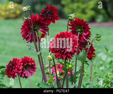 Asteraceae dahlie "cultorum Crimson dunkle große Blumen Astern in voller Blüte vor dem hintergrund der grünen Bäume, viele Blumen und Blüten sowie deren Knospen, Sommer, Stockfoto