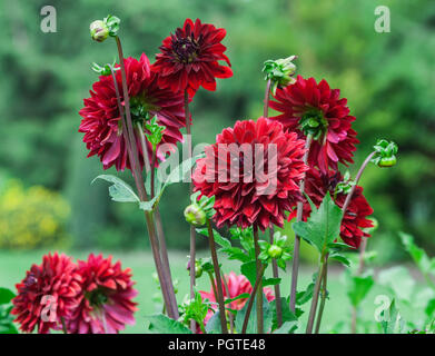 Asteraceae dahlie "cultorum Crimson dunkle große Blumen Astern in voller Blüte vor dem hintergrund der grünen Bäume, viele Blumen und Blüten sowie deren Knospen, Sommer, Stockfoto