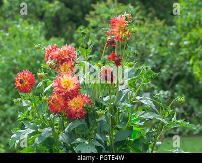 Asteraceae dahlie "cultorum grade Wildcat orange-rote Blumen Astern in Blüte und Knospen vor dem hintergrund der grünen Blätter und Bäume Stockfoto