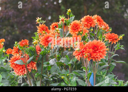 Asteraceae dahlie "cultorum Klasse Frau. Eileen ausgiebige und protzig lebhaften Orange Blumen gegen das grüne Laub, Bush im Garten wächst, Stockfoto