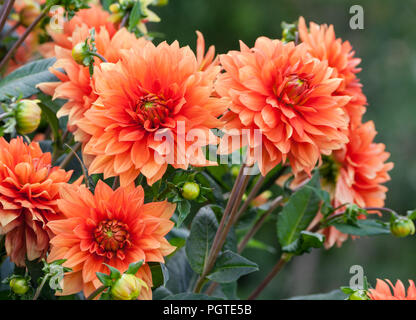Asteraceae dahlie "cultorum Klasse Frau. Eileen ausgiebige und protzig lebhaften Orange Blumen gegen das grüne Laub, drei Blumen close-up wächst Stockfoto