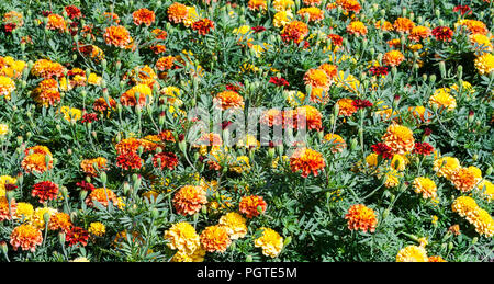 Die orange Tagetes Nordblockbereich Bolero, Glade eine Menge leuchtend orange-rot, gelb-orange Blumen, Pflanzen Sonnenlicht beleuchtet, Sommer Tag Stockfoto