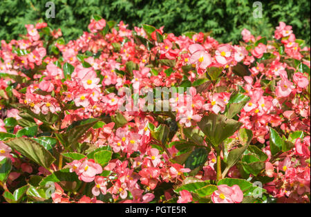Begonia benariensis Grade big Rose mit grünen Blättern, benary Begonia, viele Helle rosa und rote Blumen, Sonnenlicht leuchtet auf Pflanzen, Sommer Tag Stockfoto