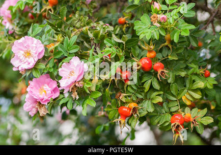 Ein paar rosa Rosen und viele Hagebutten auf einem großen Zweig, der Spätsommer und der Frühherbst, der letzte Blütenpflanzen, grünes Laub zusammen mit Gelb Stockfoto