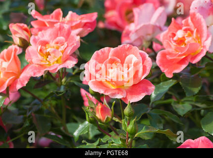 Rose Blume grade Airbrush, eine schöne orange-rosa Rose von mittelständischen Blume, in der Farbe der Blütenblätter gelb, orange und rosa Tönen, die Pflanze Stockfoto