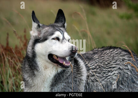 - Porträt eines Hundes Alaskan Malamute Hunderasse, in den Vordergrund und Hintergrund hohes Gras auf dem Feld, Tageslicht, ein schöner Hund mit nassem Haar, in der Nähe Stockfoto