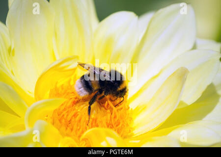 Eine große Hummel sitzt auf einem chrysantheme Blume Gelb Farbton, ein Insekt im Sonnenlicht, ein Sommertag, ein Close-up, helle Foto, Hummel arbeiten Stockfoto