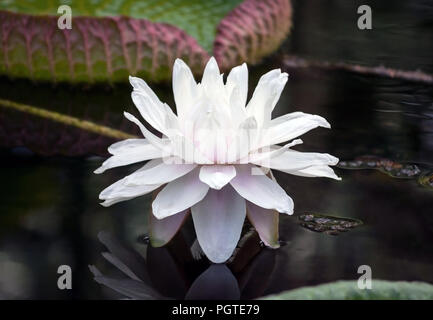 Nymphaea weisse Terry große Lotus mit einem hellen lila Schatten von der Mitte der Blume wächst im Garten im Wasser, dunkle Wasser, Stockfoto