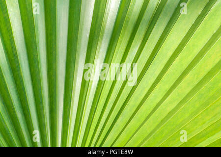 Teil eines grünen palm leaf als Hintergrund, eine leichte Textur mit Schatten auf die oberen und seitlichen, sonnige Aussicht auf eine tropische Pflanze Stockfoto