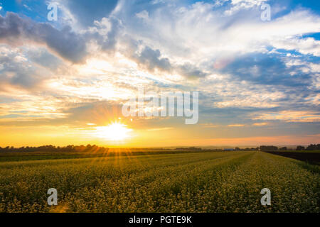 Super Sommer Sonnenuntergang über Ackerland in den schwarzen Schmutz Region von Pine Island, New York Stockfoto