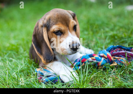 Süße Beagle Welpen beim Spielen im Garten mit bunten Spielzeug Stockfoto