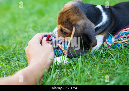 Süße Beagle Welpen beim Spielen im Garten mit bunten Spielzeug und Inhaber Stockfoto