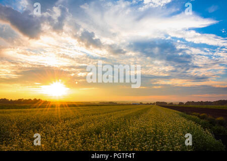 Super Sommer Sonnenuntergang über Ackerland in den schwarzen Schmutz Region von Pine Island, New York Stockfoto