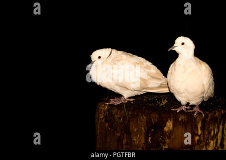 Eurasian Collared Turteltauben (Streptopelia decaocto) Stockfoto