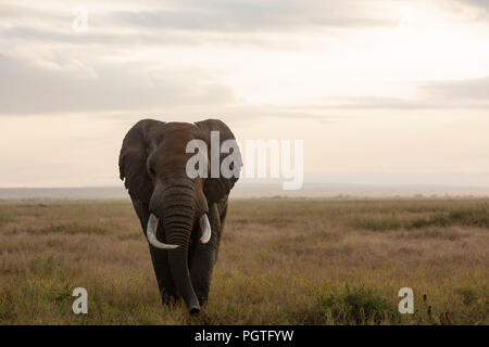 Männliche Elefanten im Amboseli Nationalpark Stockfoto