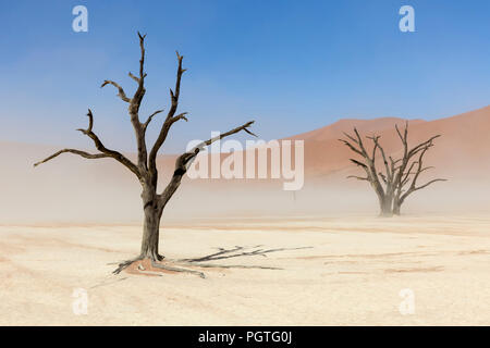 Staub Sturm an Deadvlei Namibia Stockfoto