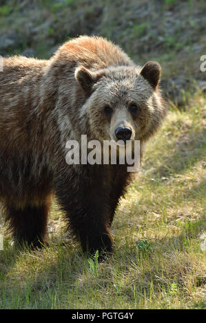 Eine Nahaufnahme Bild eines jugendlichen weiblichen Grizzly bear (Ursus arctos); vorwärts gehen in ländlichen Alberta Kanada Stockfoto