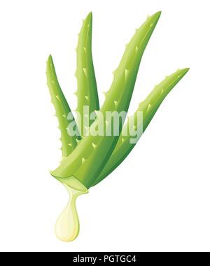 Frische aloe vera blätter kaufen Frische aloe vera blätter kaufen