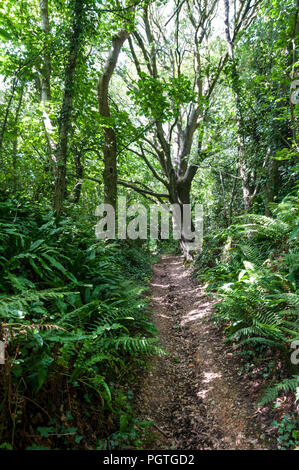 Fußweg bis zum mottistone Gemeinsamen auf der Chalk Abschreibungen auf der Insel Wight. Stockfoto