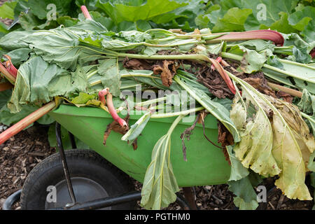 Rheum rhabarbarum. Löschen von alten Rhabarber Pflanzen aus einem Gemüsegarten. Großbritannien Stockfoto