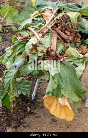 Rheum rhabarbarum. Löschen von alten Rhabarber Pflanzen aus einem Gemüsegarten. Großbritannien Stockfoto