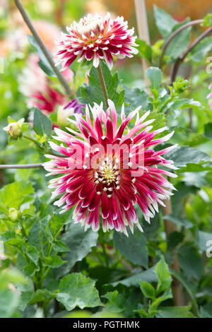 Dahlie 'Akita' im Englischen Garten. UK. Teller Dahlia Stockfoto