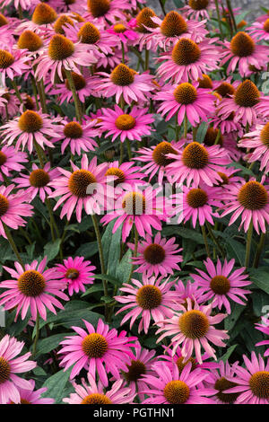 Echinacea purpurea 'rosa Schimmer". Coneflower Stockfoto