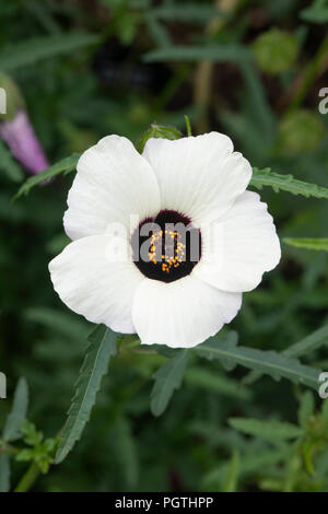 Hibiscus trionum. Black-Eyed Susan/Flower der Stunde/Trailing Malve Stockfoto