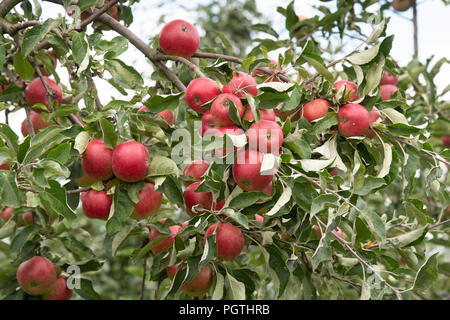 Malus Domestica. Apple 'Akane' auf dem Baum Stockfoto