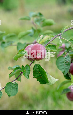 Malus Domestica. Apple partan' auf dem Baum Stockfoto