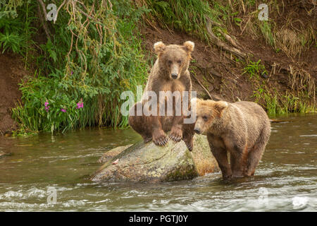 Zwei Grizzly bear Cubs in einem Fluss in Alaska. Eine cub ist auf einem Felsen im Fluss, eine Cub ist im Fluss steht neben anderen Cub auf dem Felsen. Stockfoto