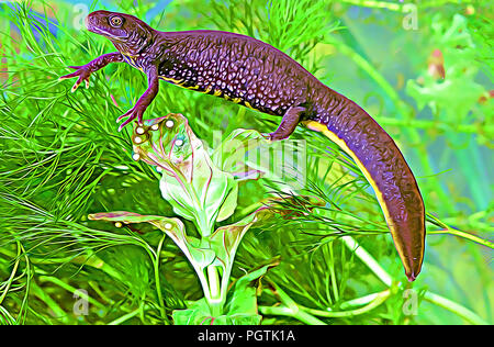 Rotkamm-Weibchen (Triturus cristatus) mit Eiern Stockfoto