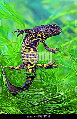 Großkammermolch männlich (Triturus cristatus) Stockfoto