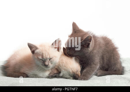 Drei sleepy Kitten: Zwei farbige Punkt und ein Grau. Die graue Katze leckt das Ohr am Schlafen weiß. Eine Nahaufnahme, selektiver Fokus, Kätzchen auf einem whit Stockfoto