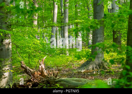 Schönen grünen Wald Stockfoto