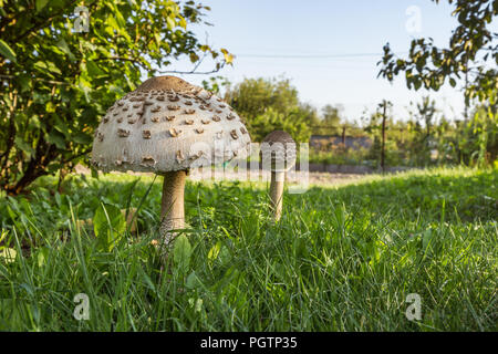 Paar Parasol Pilze (Macrolepiota procera oder Lepiota Procera) auf einem grasbewachsenen Lichtung im Garten. August Stockfoto