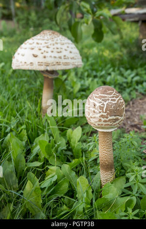 Ein paar Parasol Pilze (Macrolepiota procera oder Lepiota Procera) auf einem grasbewachsenen Lichtung. August Stockfoto