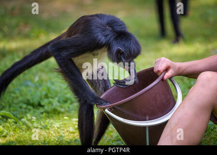 Spider Monkey von einem Wärter gefüttert Stockfoto