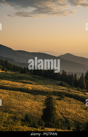 Sonnenuntergang in den Karpaten, im Vordergrund Kiefer Stockfoto