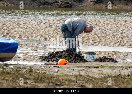 Mann Graben für wattwürmer bei Ebbe Stockfoto