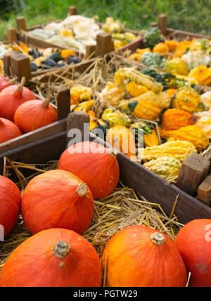 Red kuri Kürbisse und kleinen gelben Kürbisse auf Heu in Kisten auf den Markt Stockfoto