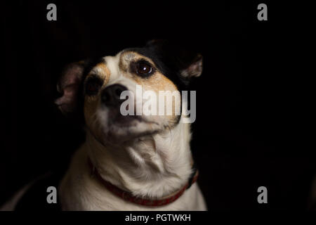 Tri Color jack russel headshot auf der Suche nach Links Stockfoto