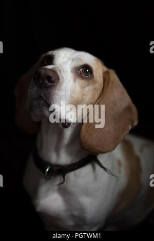 Weiß und tan mittelgroße Hund mit grossen braunen Augen vor einem schwarzen Hintergrund sitzen Stockfoto