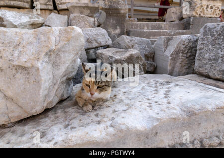 Katze auf alten Ruinen von Ephesus - Türkei Stockfoto